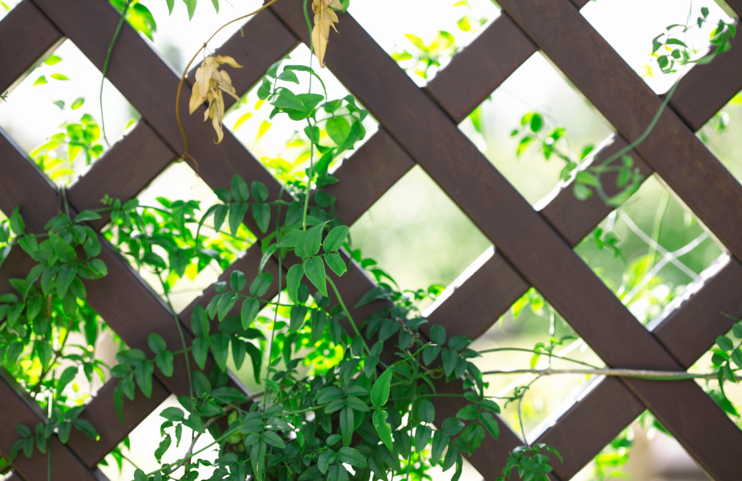 What is the difference between a lattice and a trellis?